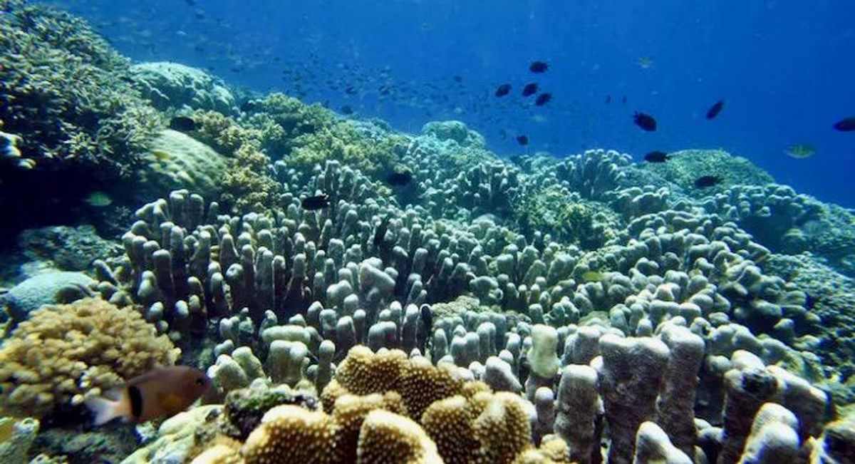 Climate change driving marine species poleward