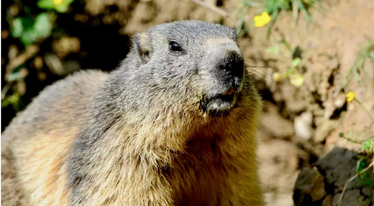 Wild animals can experience trauma and adversity too