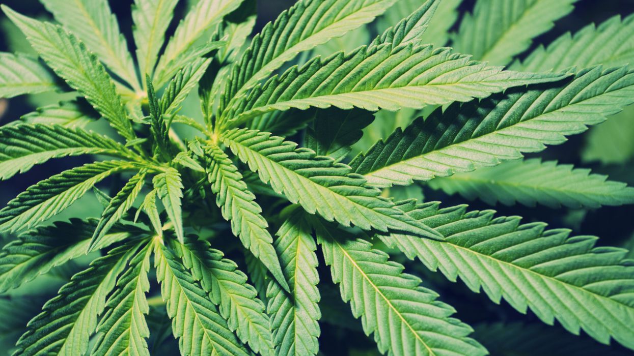 To counter GOP meddling, some cannabis activists pushed effort to change party name
