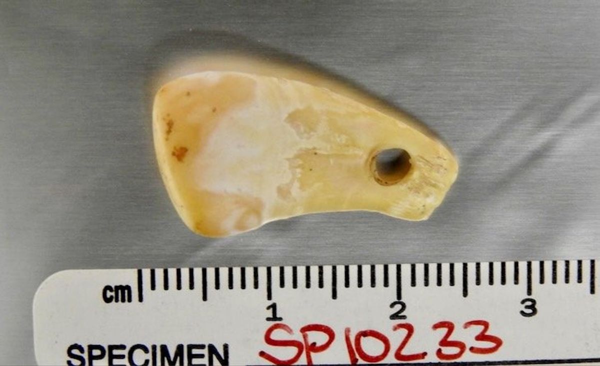 Who owned this Stone Age jewelry? New forensic tools offer an unprecedented answer