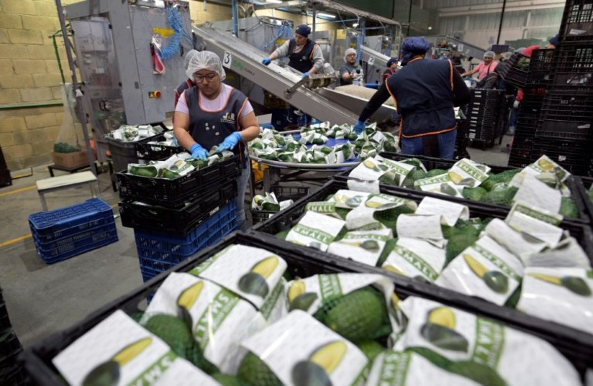 Despite Trump, Mexico avocado farmers see no end of Super Bowl demand