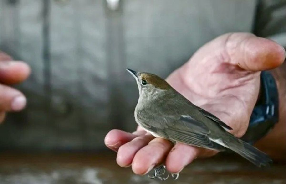 On remote Greek island, migratory birds offer climate clues