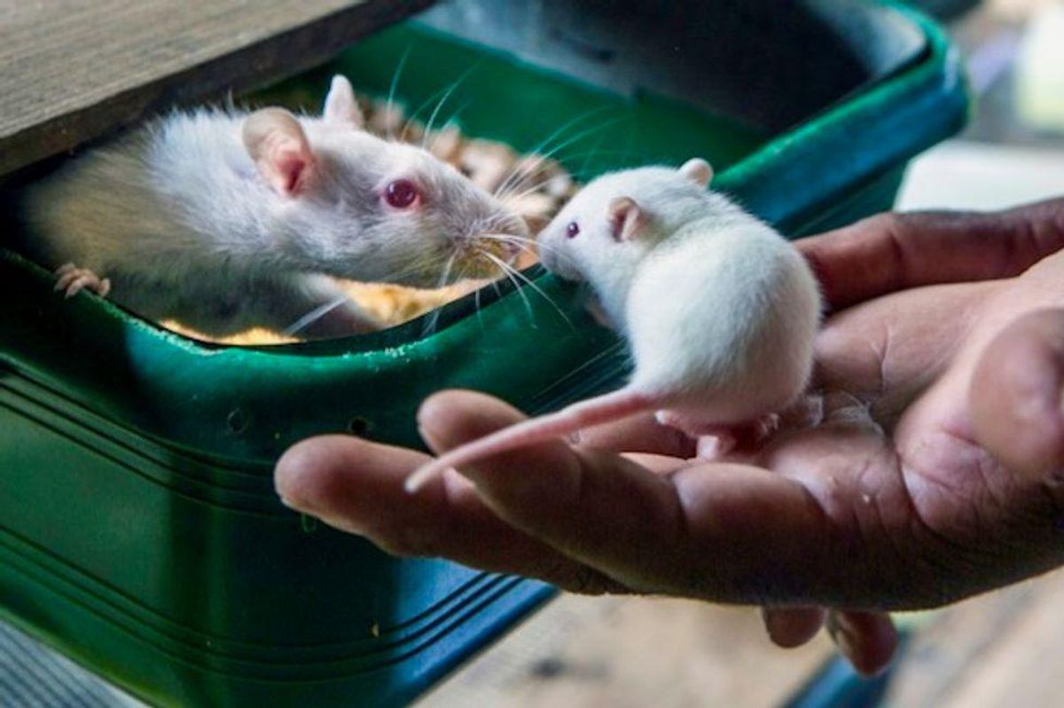 New class of drug reverses paralysis in mice