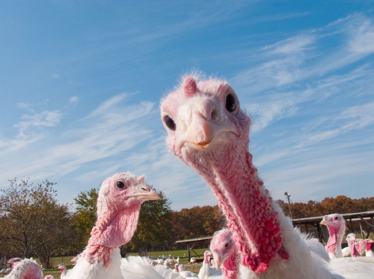 America's first human death from bird flu reported in Louisiana