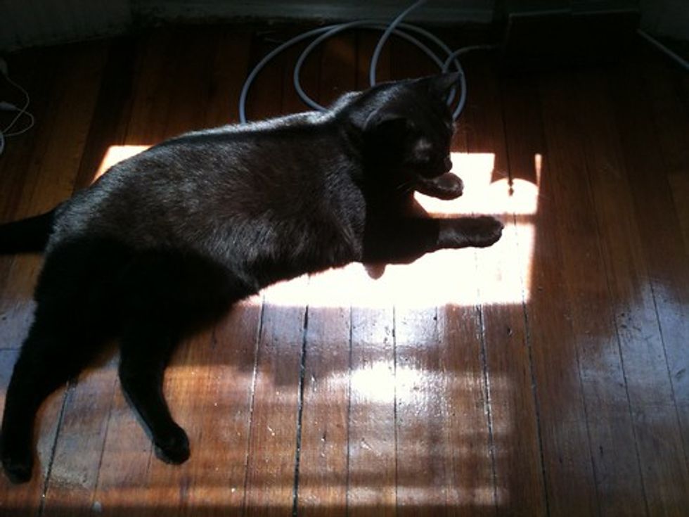 Molly sunbeam