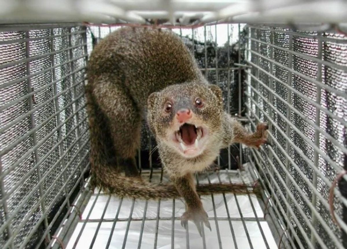 Japanese island eradicates rabbit-killing mongoose