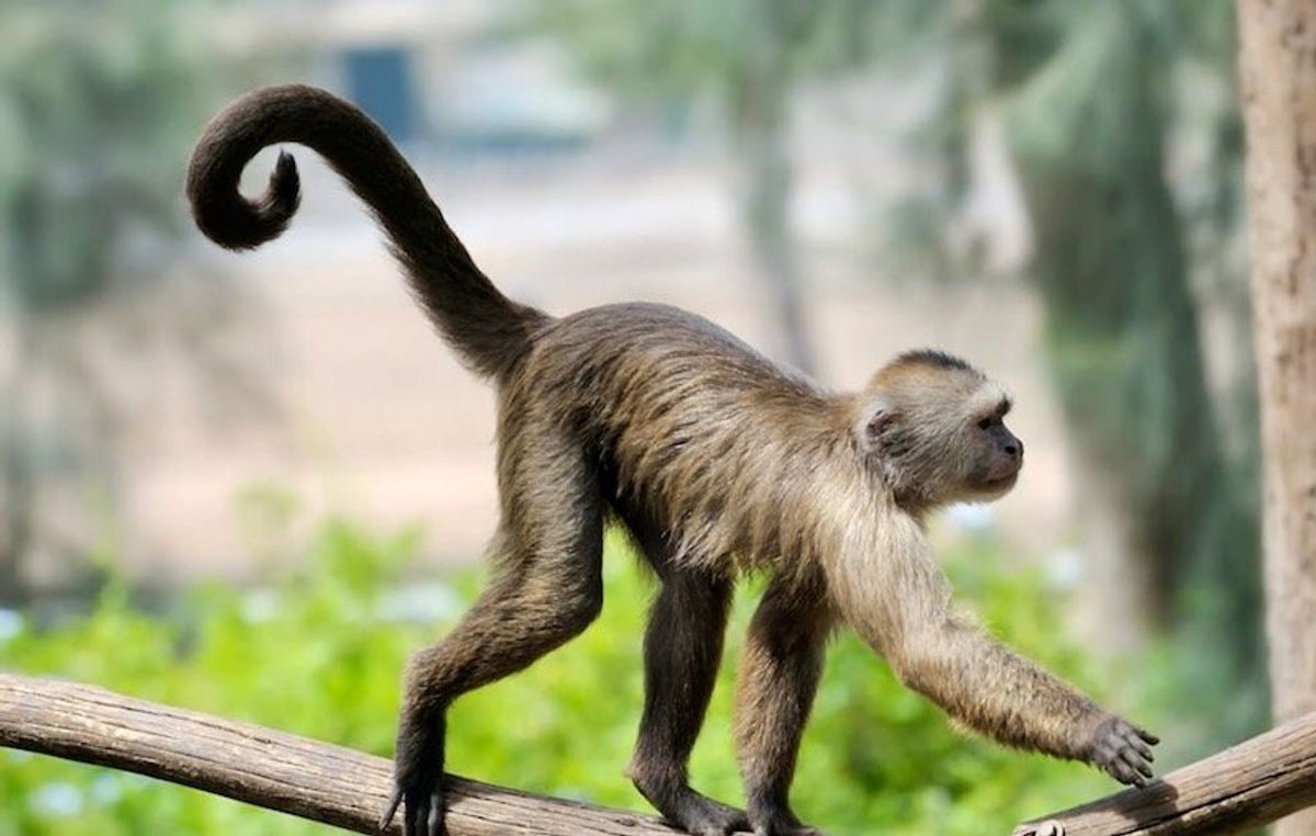 Losing their tails provided our ape ancestors with an evolutionary advantage