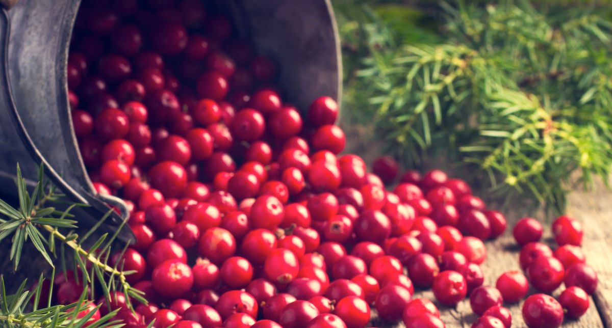 Cranberry farmers fight climate change to protect Thanksgiving staple
