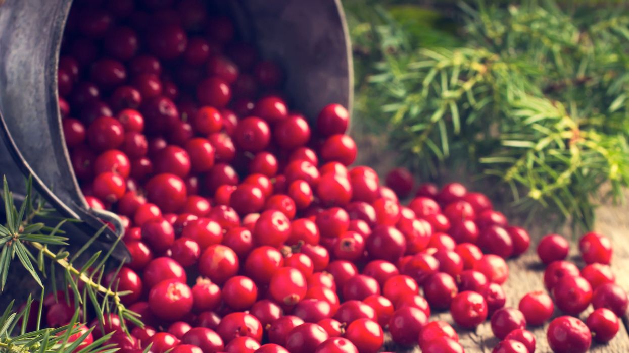 Cranberry farmers fight climate change to protect Thanksgiving staple