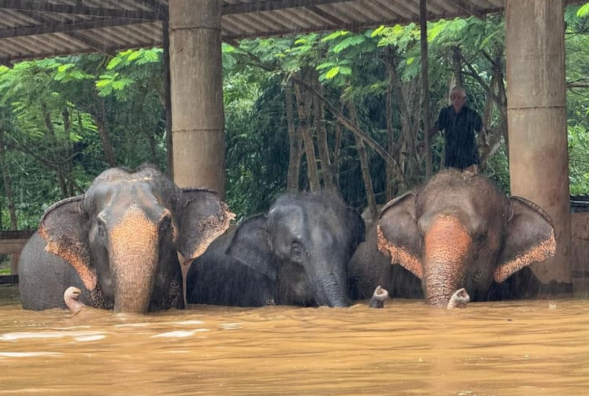 Elephants evacuated, animals stranded in floods in Thailand