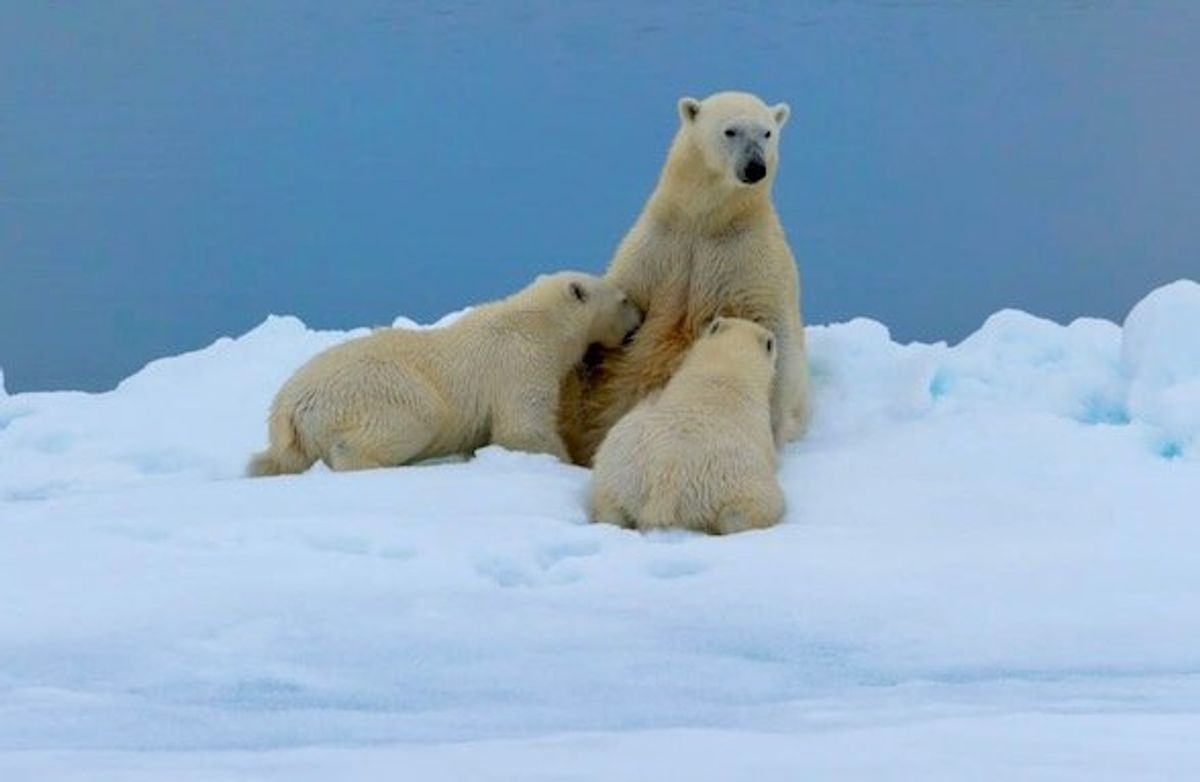 Polar bears may struggle to produce milk for their cubs as climate change melts sea ice