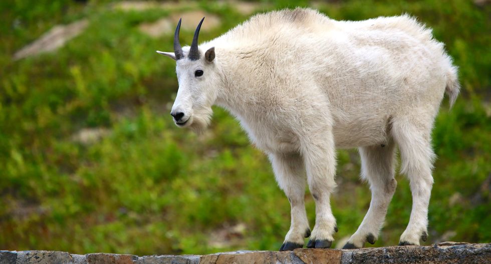 Wyoming Christian 'therapy' camps for teens featured manual labor and punishments involving goats: lawsuit