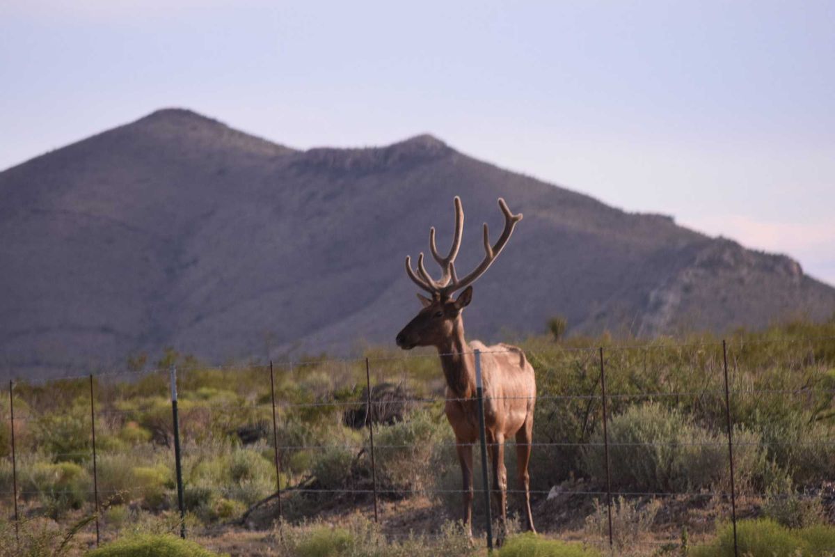 Trump admin caves on 'insane' bulldozing of Big Bend National Park
