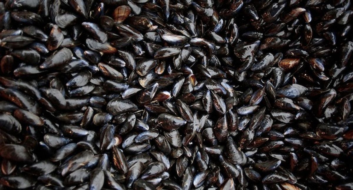 Scientist says BC heat wave caused over 1 billion tidal creatures to cook to death