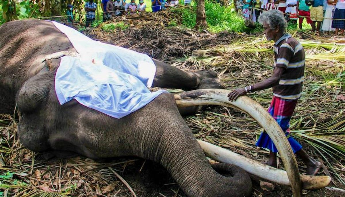 Sri Lanka's most sacred elephant dies aged 68