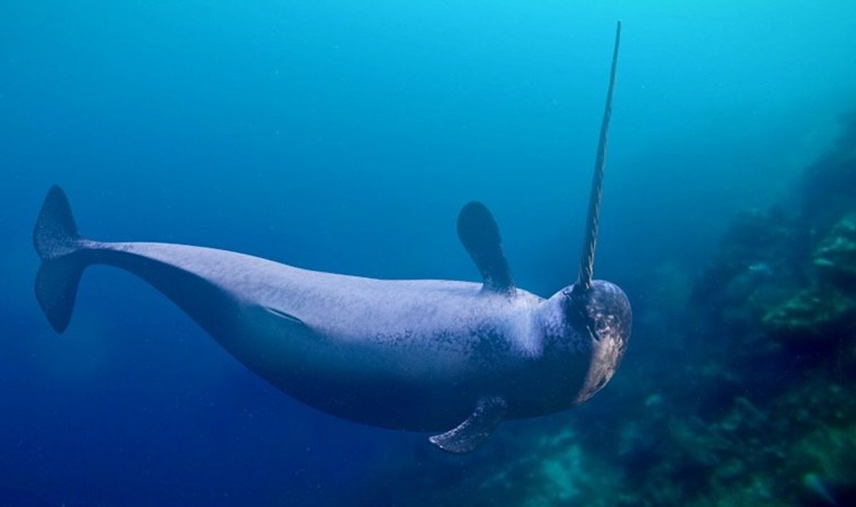 Narwhals' hungry summers as climate warms