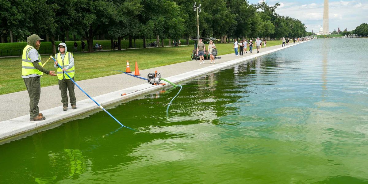 Tapioca Pool Trump's Reflecting Pool sabotage claim falls apart: 'Brain is filled ...
