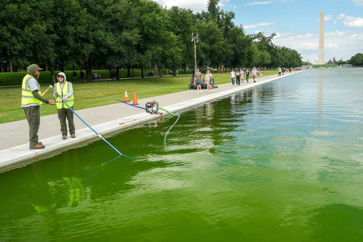Laughter as workers put peroxide in algae-filled Reflecting Pool': '0 scientists in admin'
