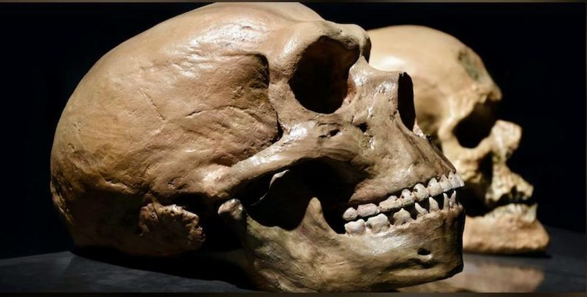 Human and Neanderthal brains have a surprising ‘youthful’ quality in common, new research finds