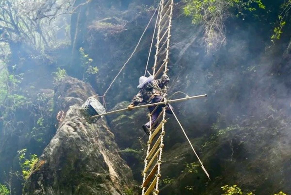 Sticky future: climate change hits Nepal's honey hunters