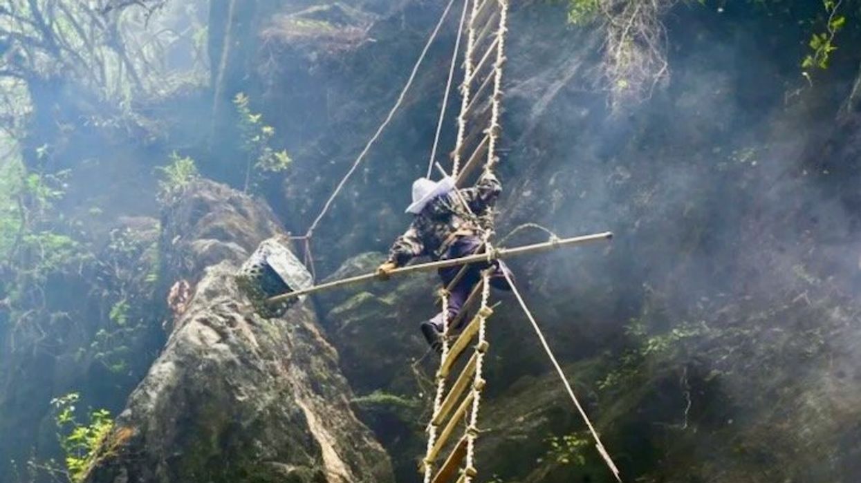 Sticky future: climate change hits Nepal's honey hunters