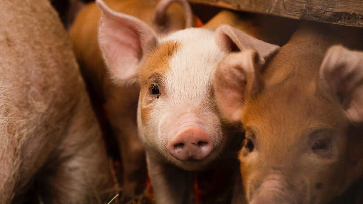 Nebraska's new governor fires back at ‘cheap stunts’ attacking his hog farms
