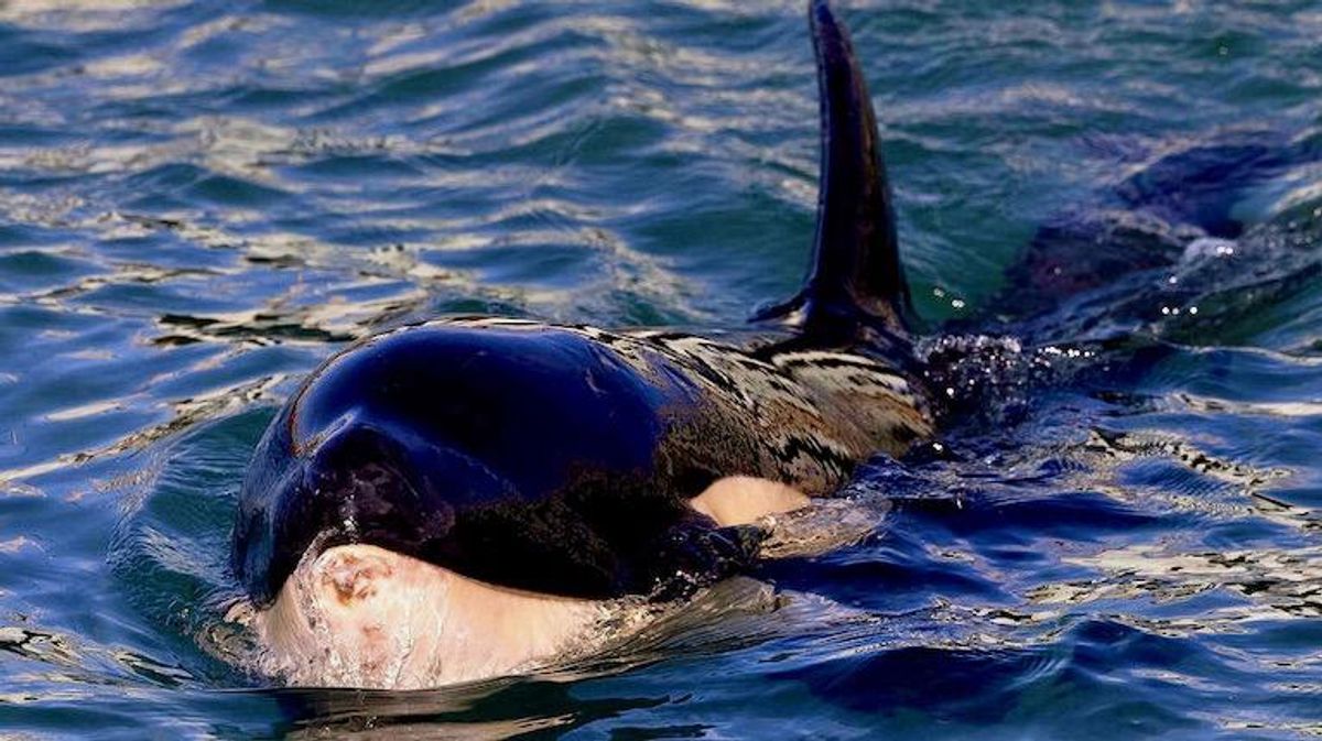 Race to find beached baby orca's mother in New Zealand