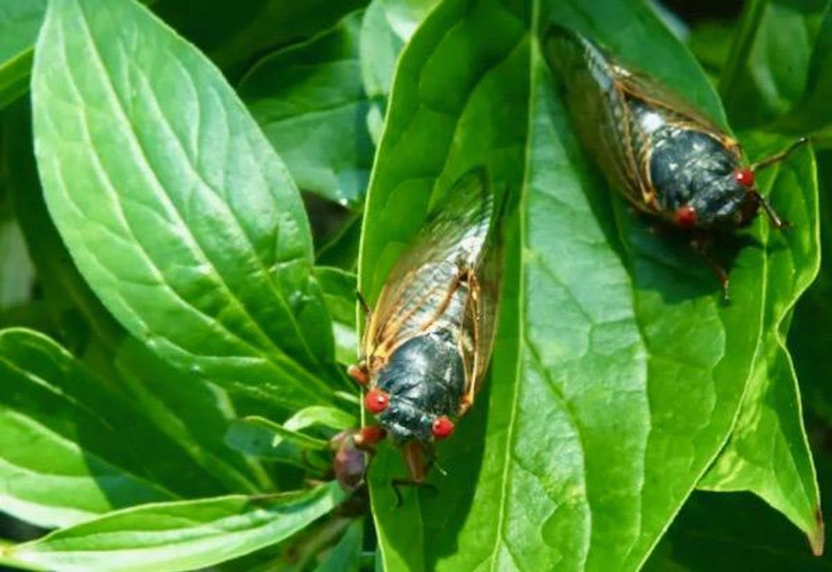 Americans brace for a rare and creepy billion-bug invasion