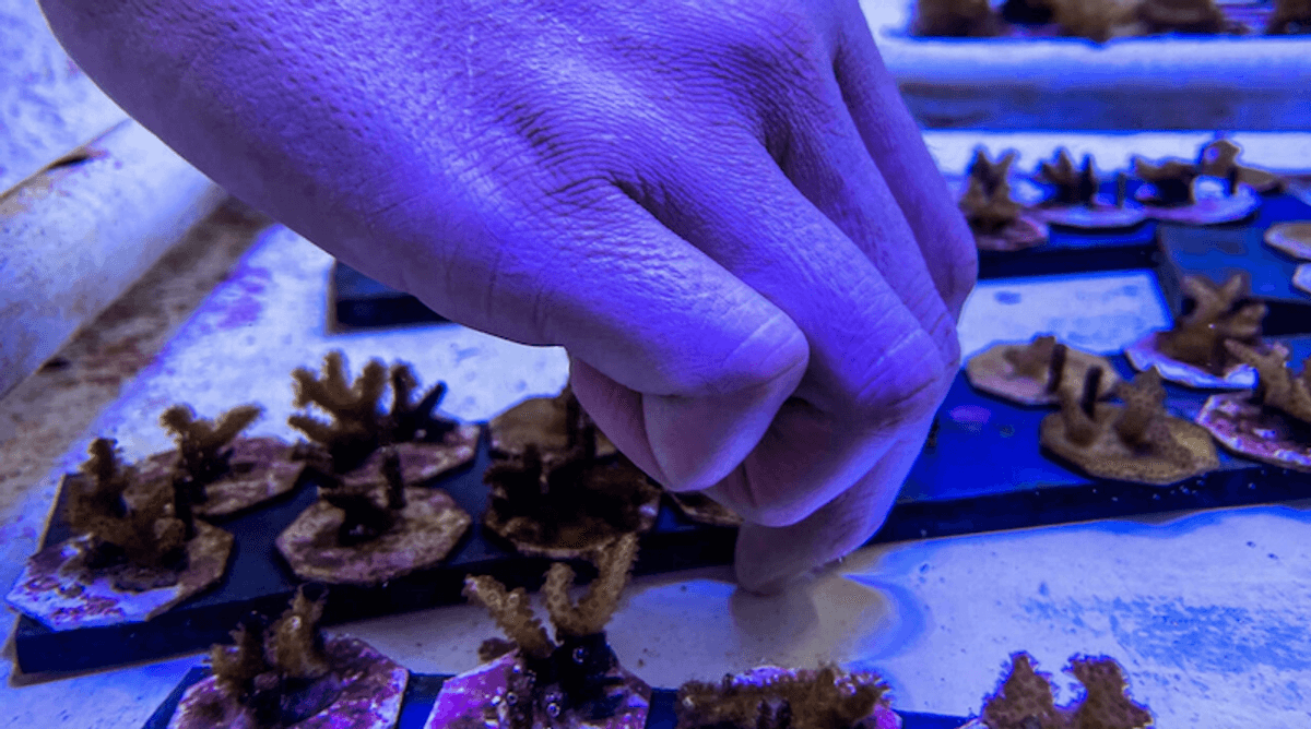 Desperate US bid to engineer corals for climate change