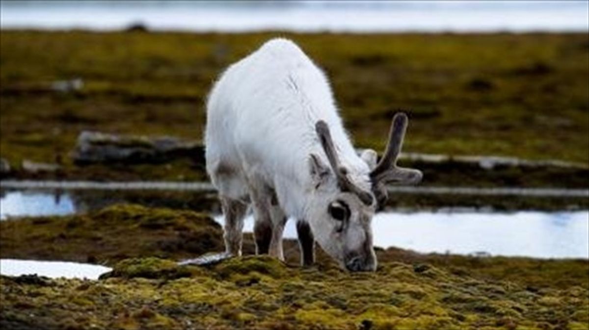 Reindeer eyes change color, putting Rudolph’s red nose in the shade ...