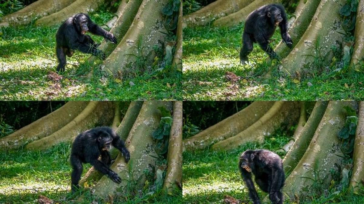 Roots rock: Chimpanzees drum to their own signature beats