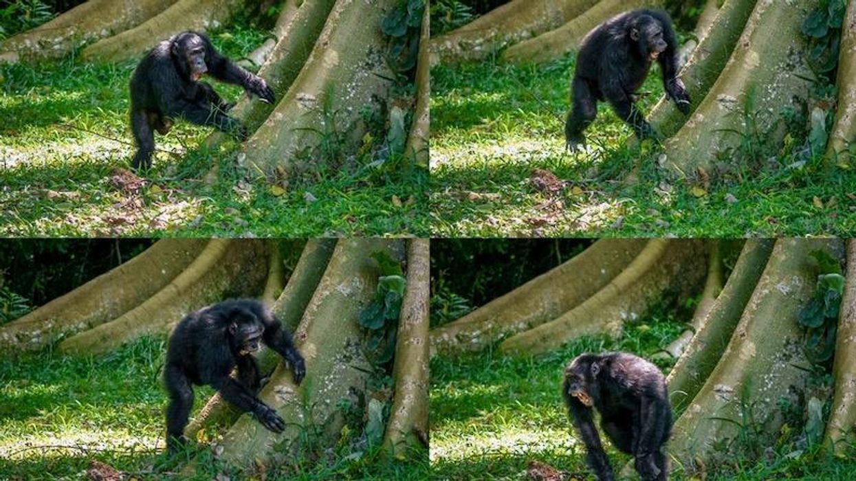 Roots rock: Chimpanzees drum to their own signature beats