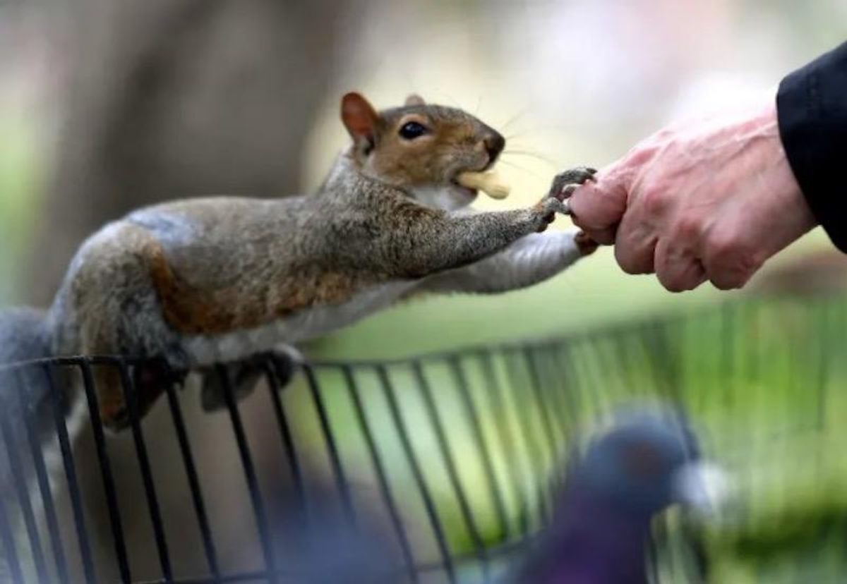 Scientists have determined that squirrels use rattle calls to identify