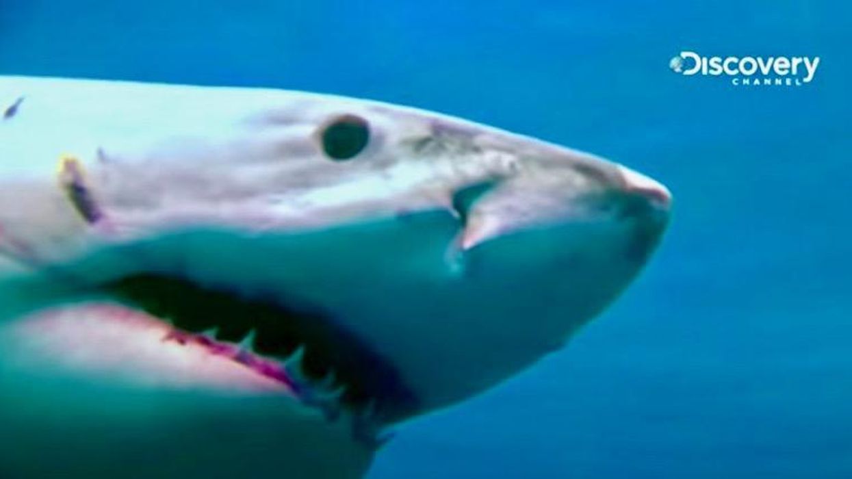 Dramatic shark decline leaves 'gaping hole' in ocean: study