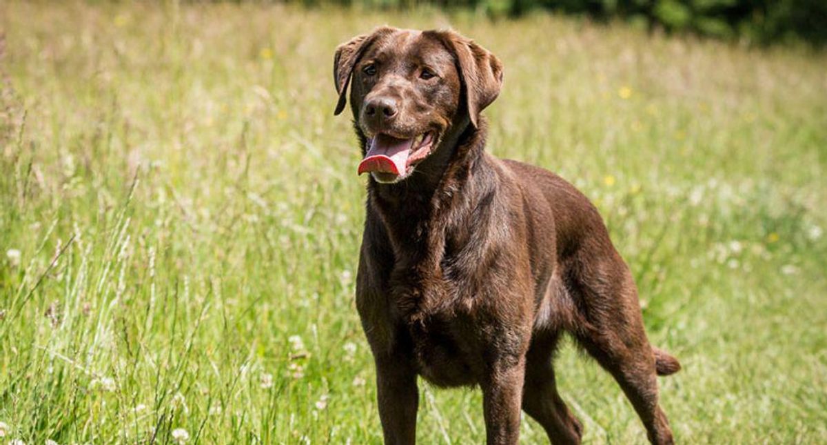 Canine coronavirus detected in Malaysian patients: study