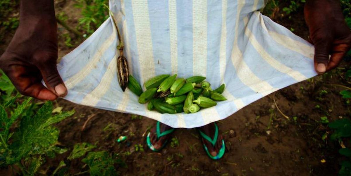 Chemists cook up way to remove microplastics using okra