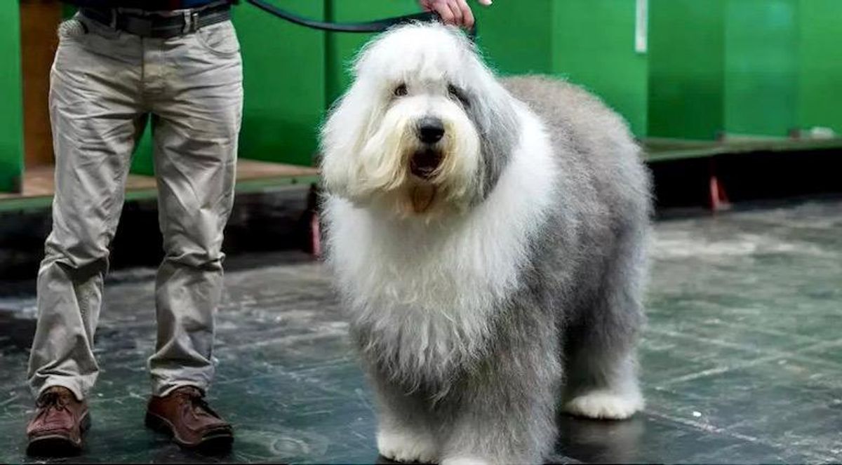The Old English Sheepdog breed faces extinction in Britain