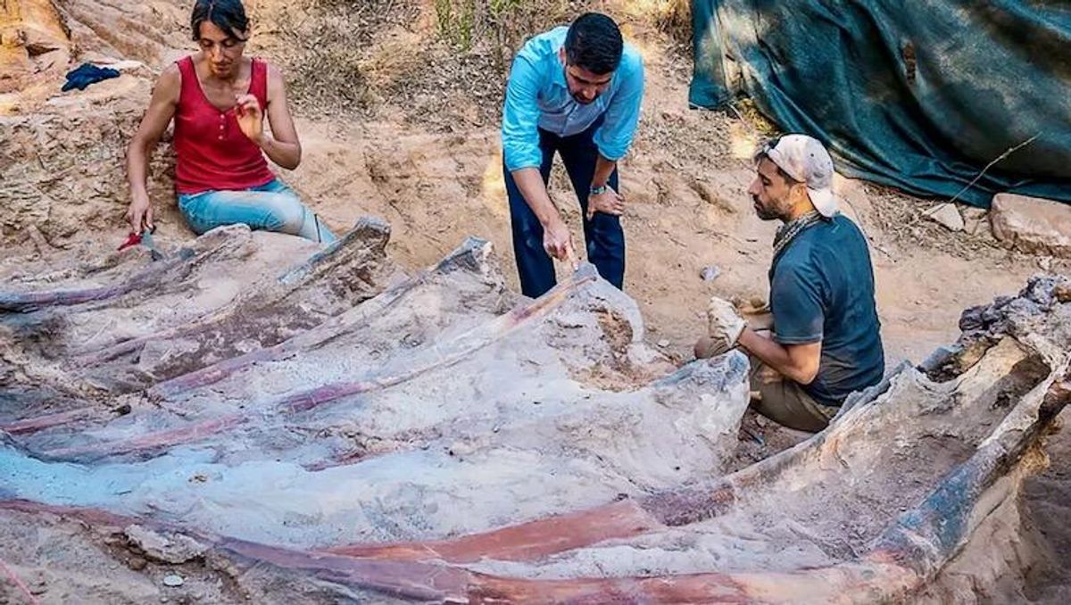 Skeleton of huge dinosaur unearthed in Portugal