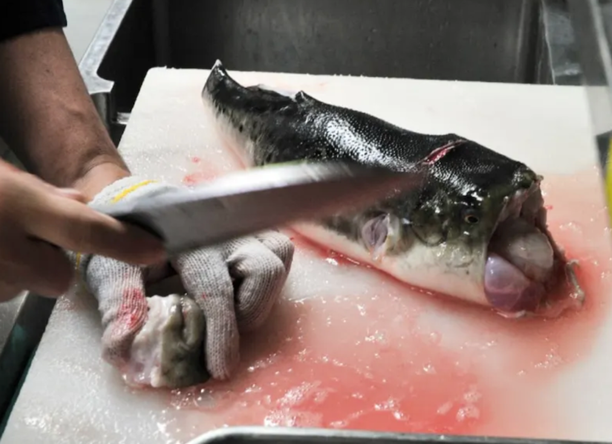 Puffed up with pride: Japanese 10-year-old passes deadly fish test