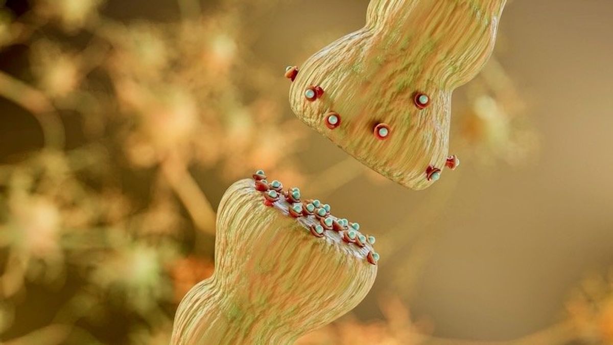 Your body naturally produces opioids without causing addiction or overdose – studying how this process works could help reduce the side effects of opioid drugs