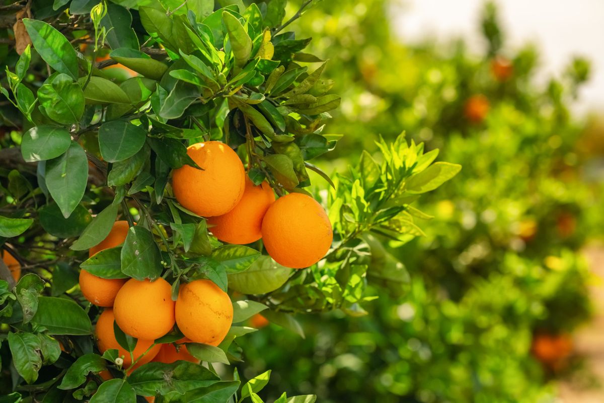 Decline of Florida’s citrus industry hastened by Trump’s tariff tiff