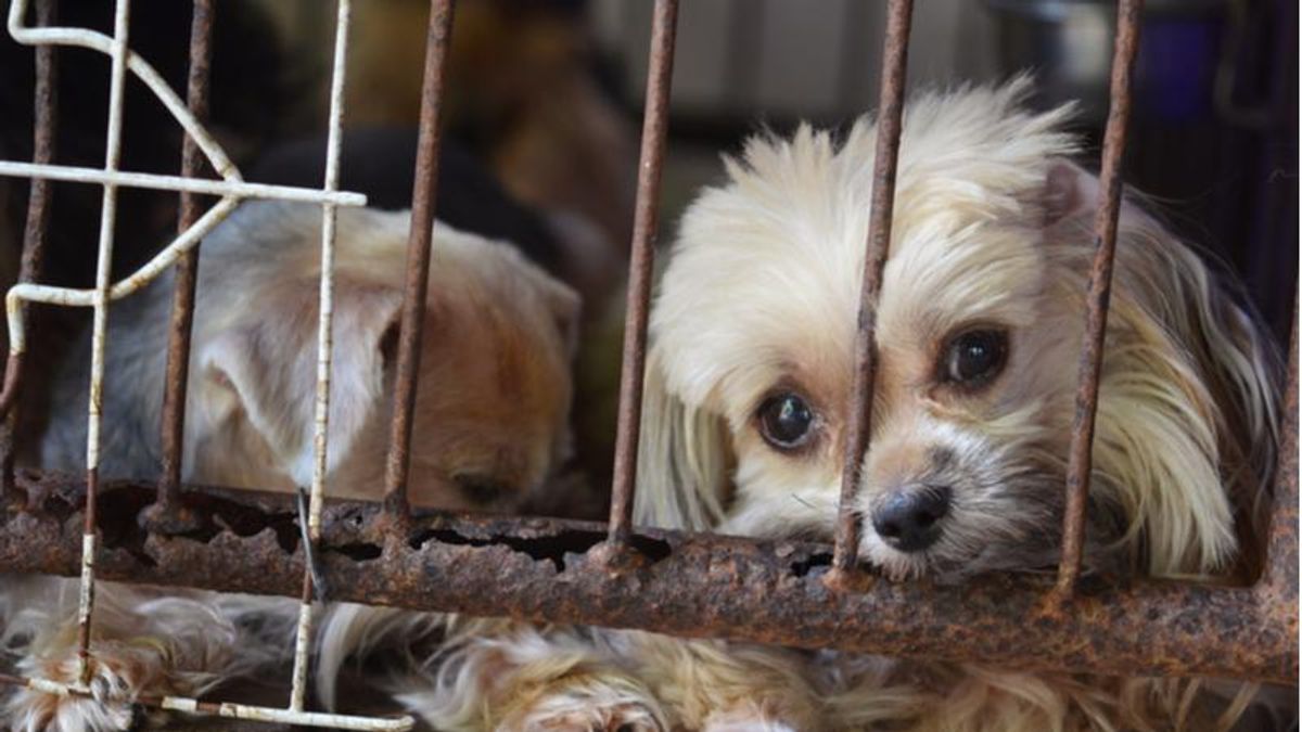 'Right-wing purity test': Analyst ties Republicans' brash cruelty toward animals to Trump