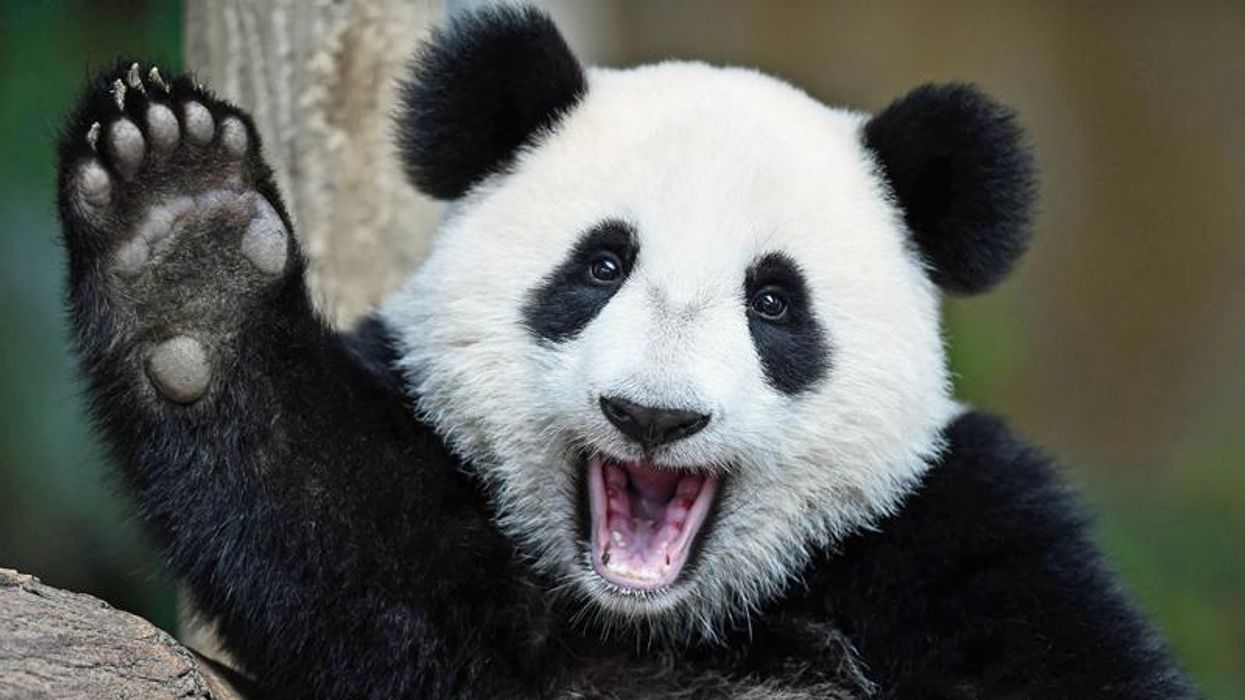 'Bring on the pandas': Could nature hold the key to finding bamboo in Arizona ballots?