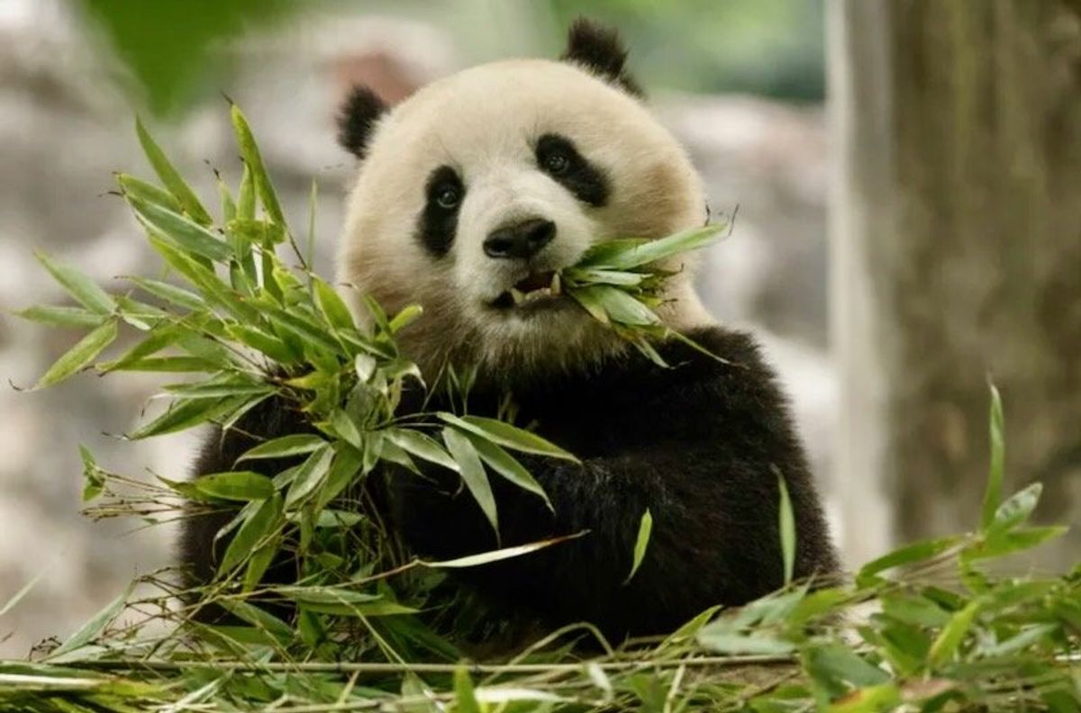 'Pandas are coming': Two new bears depart China for US capital