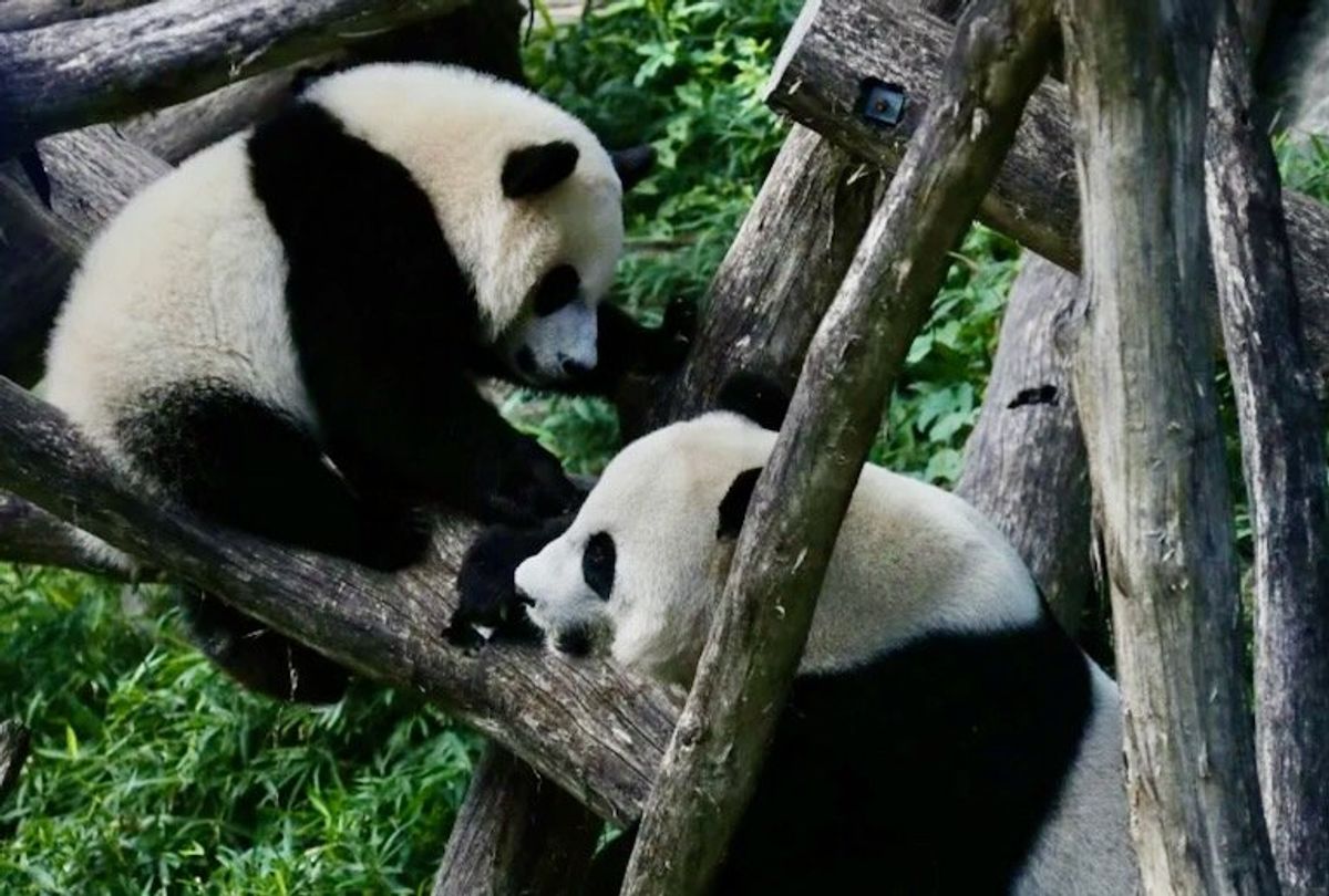Panda diplomacy is back: China sending two bears to Washington