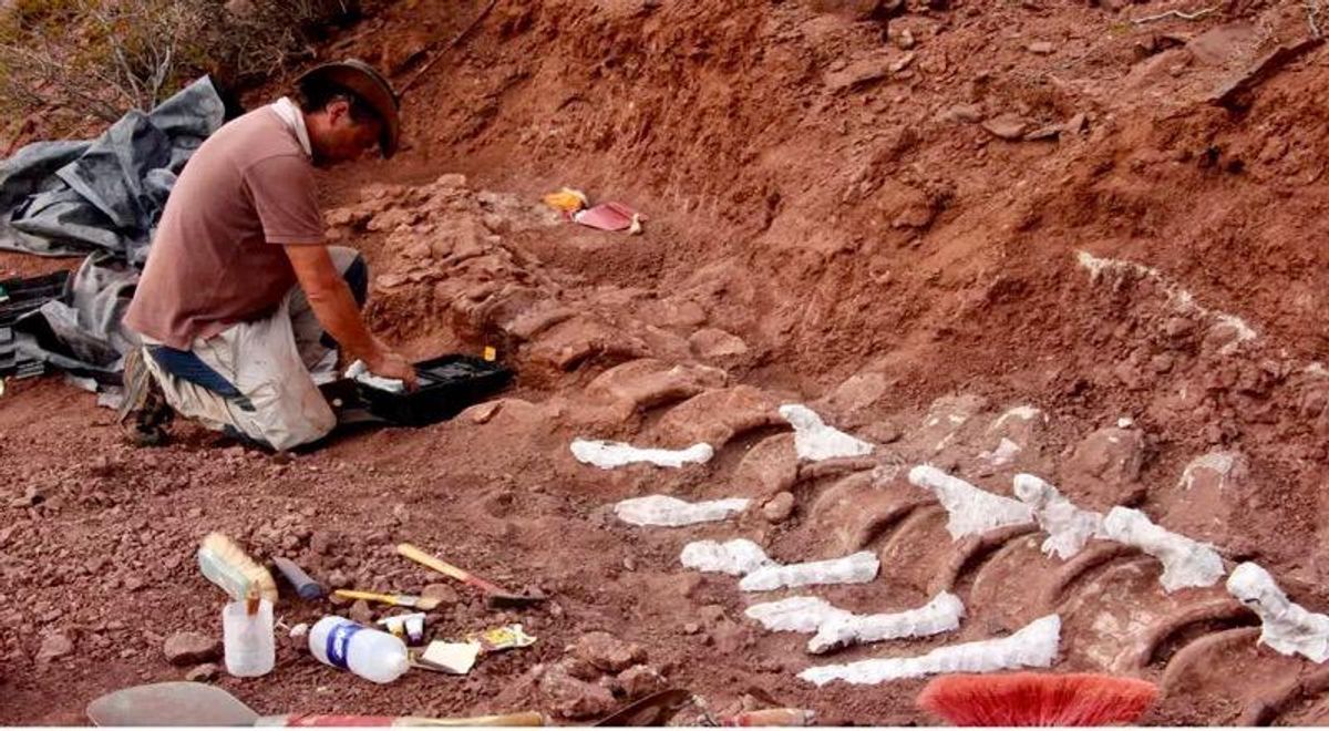 New Patagonian dinosaur may be largest yet: scientists