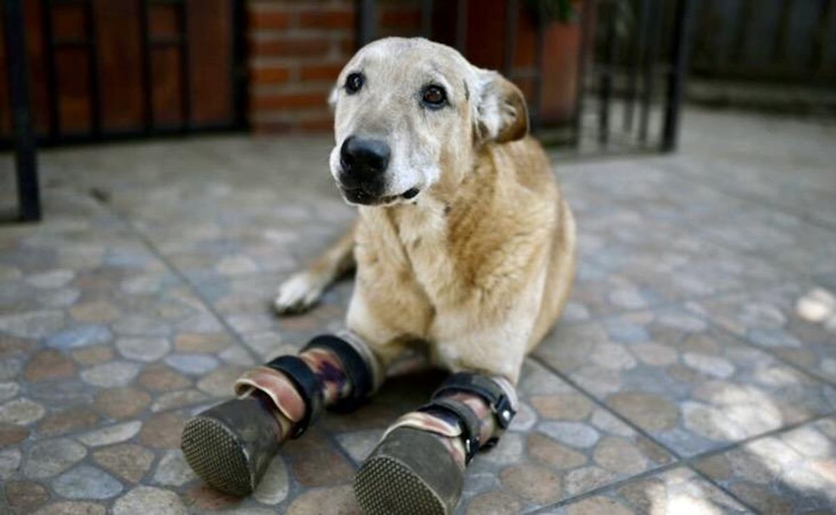 Cartel torture victim could be 'America's Favorite Pet'