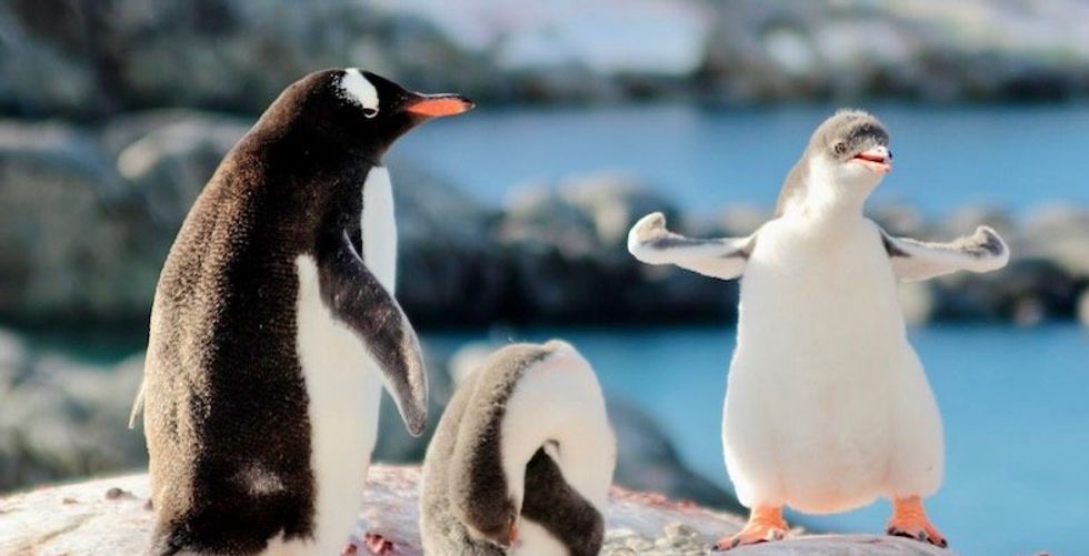 'We are not kidding': CNN's Dana Bash needles Trump over penguins embroiled in trade war