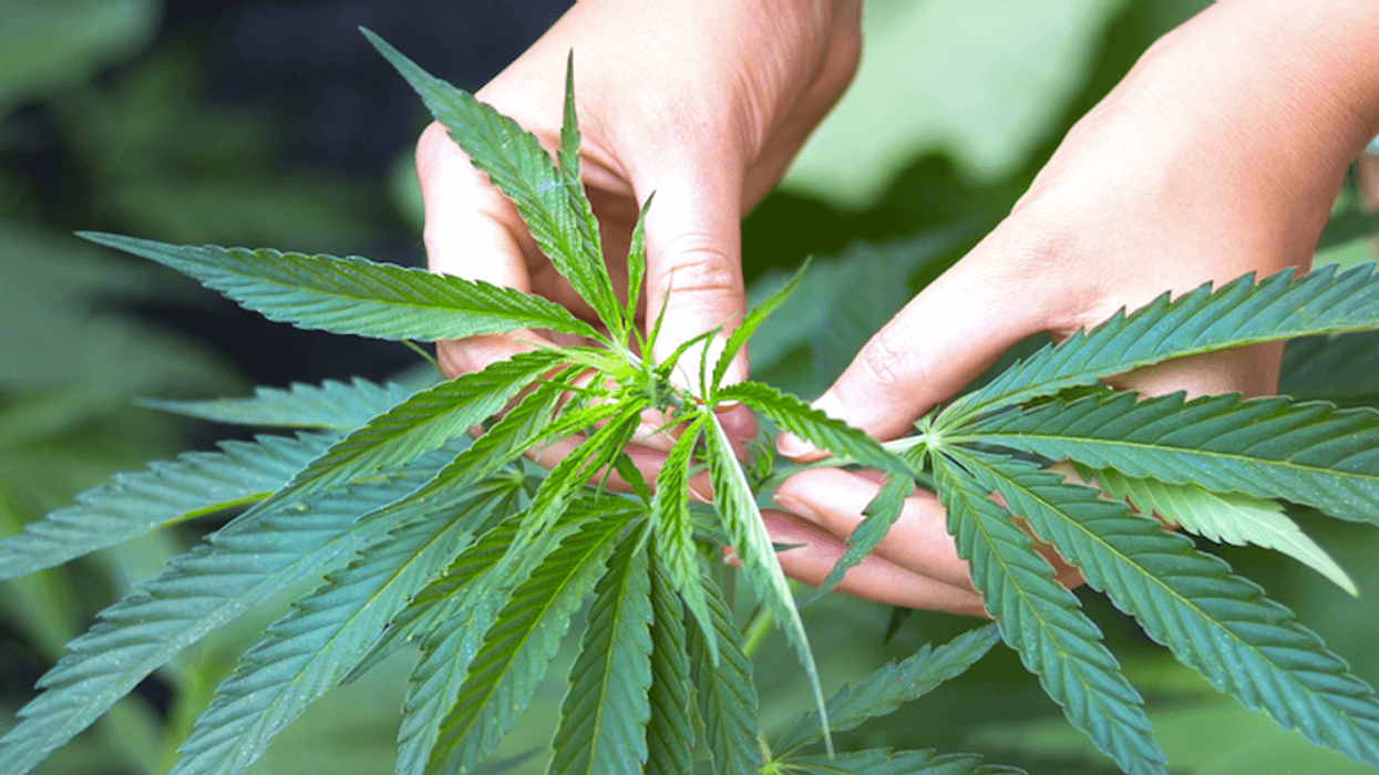 'Just overturned the will of the people': Mississippi Supreme Court strikes down medical marijuana law