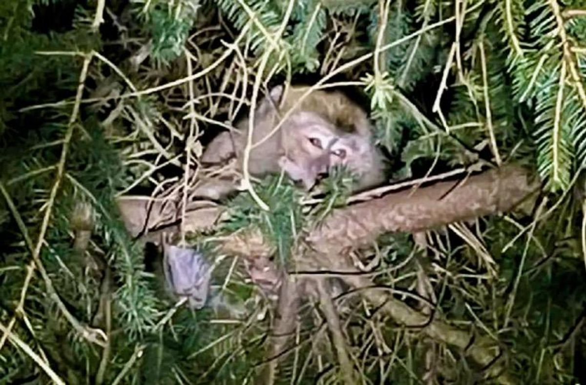 Lab monkeys found, killed after fleeing US road crash Raw Story